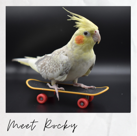 Meet Rocky